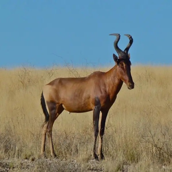 Zimbabwe Hunting